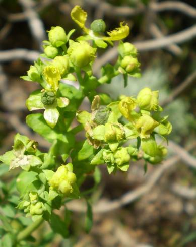 Fotografia de capa Ruta chalepensis - do Jardim Botânico