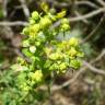 Fotografia 1 da espécie Ruta chalepensis do Jardim Botânico UTAD