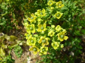 Fotografia da espécie Ruta chalepensis