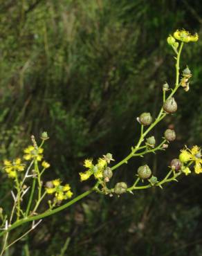 Fotografia 28 da espécie Ruta chalepensis no Jardim Botânico UTAD