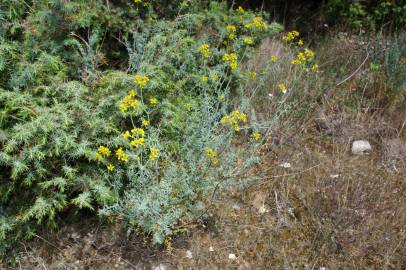 Fotografia da espécie Ruta chalepensis