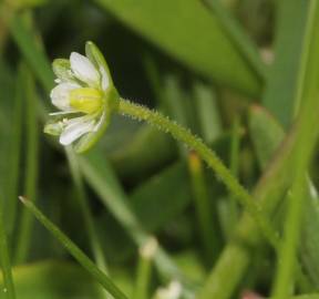 Fotografia da espécie Sagina saginoides