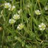 Fotografia 12 da espécie Sagina saginoides do Jardim Botânico UTAD