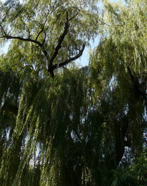 Fotografia 6 da espécie Salix babylonica no Jardim Botânico UTAD