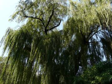 Fotografia da espécie Salix babylonica