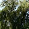 Fotografia 6 da espécie Salix babylonica do Jardim Botânico UTAD