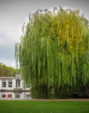 Fotografia 7 da espécie Salix babylonica no Jardim Botânico UTAD