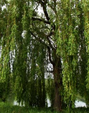 Fotografia 1 da espécie Salix babylonica no Jardim Botânico UTAD