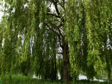 Fotografia da espécie Salix babylonica