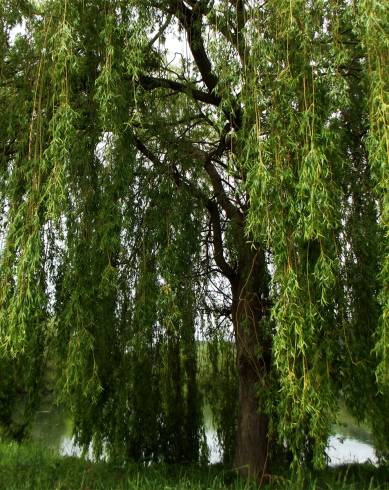 Fotografia de capa Salix babylonica - do Jardim Botânico