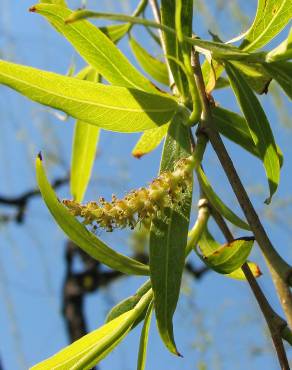 Fotografia 8 da espécie Salix babylonica no Jardim Botânico UTAD