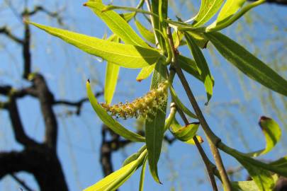 Fotografia da espécie Salix babylonica