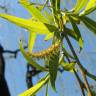 Fotografia 8 da espécie Salix babylonica do Jardim Botânico UTAD