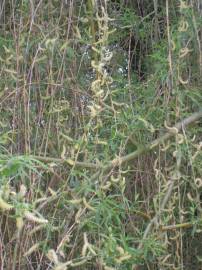 Fotografia da espécie Salix babylonica