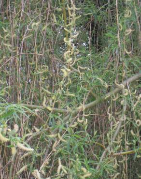Fotografia 9 da espécie Salix babylonica no Jardim Botânico UTAD