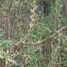 Fotografia 9 da espécie Salix babylonica do Jardim Botânico UTAD