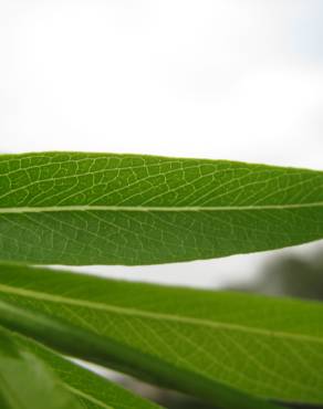 Fotografia 10 da espécie Salix babylonica no Jardim Botânico UTAD