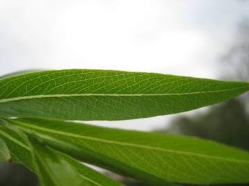 Fotografia da espécie Salix babylonica