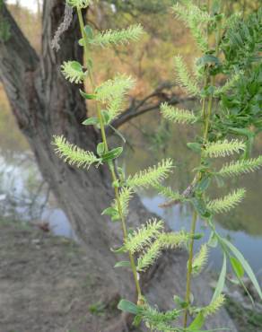 Fotografia 11 da espécie Salix babylonica no Jardim Botânico UTAD
