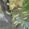 Fotografia 11 da espécie Salix babylonica do Jardim Botânico UTAD