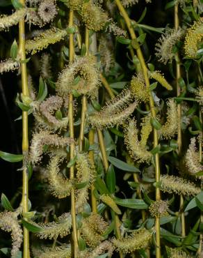Fotografia 12 da espécie Salix babylonica no Jardim Botânico UTAD