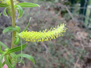 Fotografia da espécie Salix babylonica