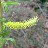 Fotografia 13 da espécie Salix babylonica do Jardim Botânico UTAD