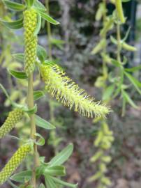 Fotografia da espécie Salix babylonica