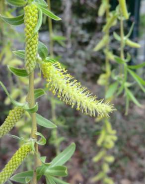 Fotografia 14 da espécie Salix babylonica no Jardim Botânico UTAD