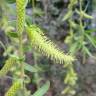Fotografia 14 da espécie Salix babylonica do Jardim Botânico UTAD
