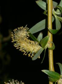 Fotografia da espécie Salix babylonica