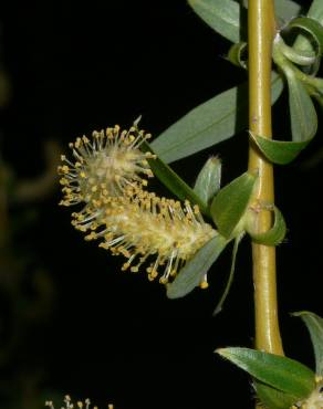 Fotografia 15 da espécie Salix babylonica no Jardim Botânico UTAD