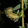 Fotografia 15 da espécie Salix babylonica do Jardim Botânico UTAD