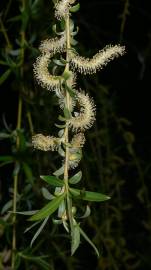 Fotografia da espécie Salix babylonica