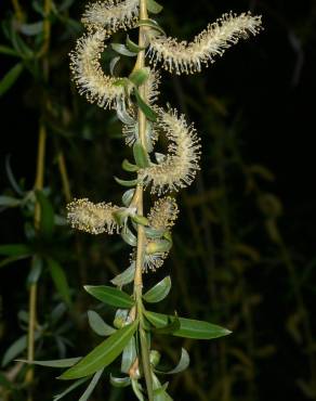 Fotografia 16 da espécie Salix babylonica no Jardim Botânico UTAD