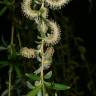 Fotografia 16 da espécie Salix babylonica do Jardim Botânico UTAD