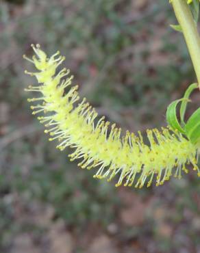 Fotografia 17 da espécie Salix babylonica no Jardim Botânico UTAD