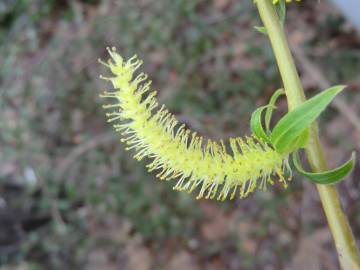 Fotografia da espécie Salix babylonica