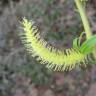 Fotografia 17 da espécie Salix babylonica do Jardim Botânico UTAD