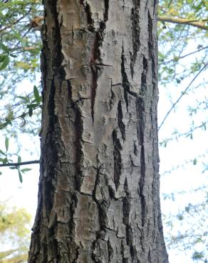 Fotografia 18 da espécie Salix babylonica no Jardim Botânico UTAD