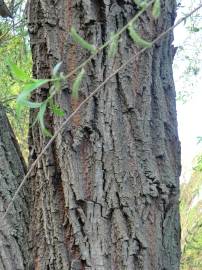 Fotografia da espécie Salix babylonica