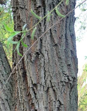 Fotografia 19 da espécie Salix babylonica no Jardim Botânico UTAD