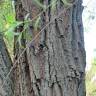 Fotografia 19 da espécie Salix babylonica do Jardim Botânico UTAD