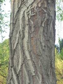 Fotografia da espécie Salix babylonica