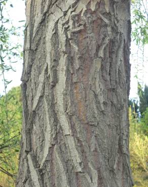 Fotografia 20 da espécie Salix babylonica no Jardim Botânico UTAD