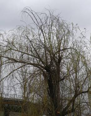 Fotografia 21 da espécie Salix babylonica no Jardim Botânico UTAD