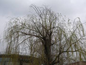 Fotografia da espécie Salix babylonica