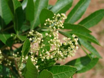 Fotografia da espécie Schinus terterebinthifolia