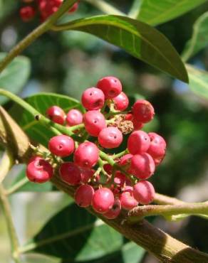 Fotografia 10 da espécie Schinus terterebinthifolia no Jardim Botânico UTAD