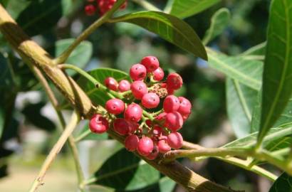 Fotografia da espécie Schinus terterebinthifolia